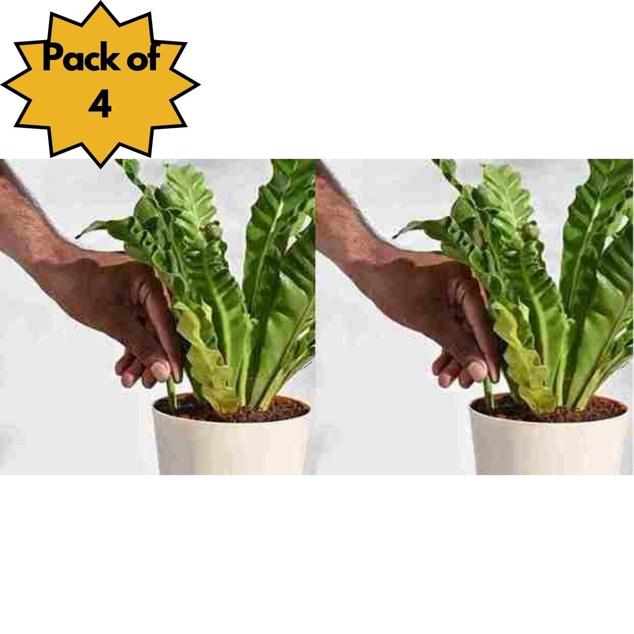 🌱 Plant Grow Fertilizer Sticks – Pack of 2 / Pack of 4 (50 Sticks Each)