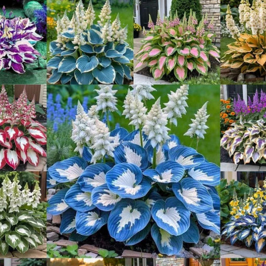 🌿 Shade-Tolerant & Cold-Hardy Hosta Flower Seeds
