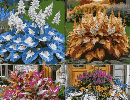 🌿 Shade-Tolerant & Cold-Hardy Hosta Flower Seeds